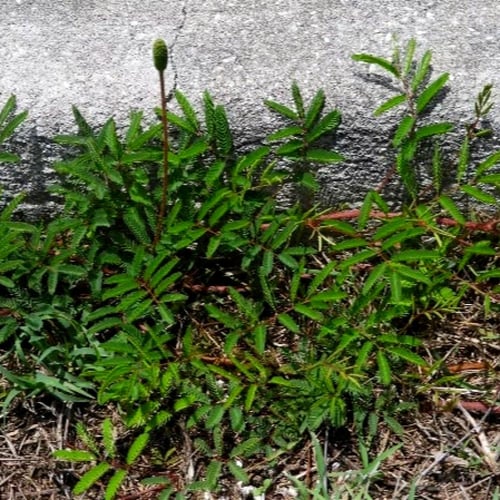 بذور النبتة الخجولة - المستحية