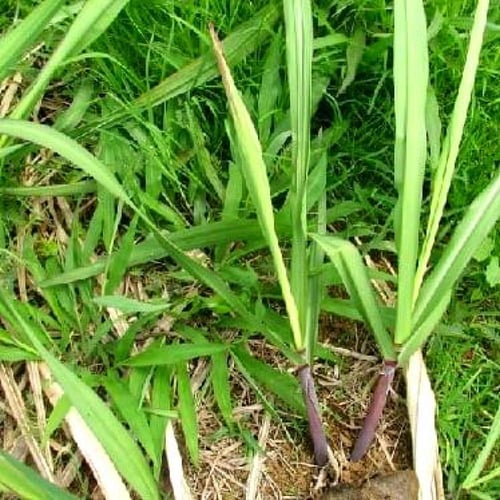 بذور بونيكام أسباني