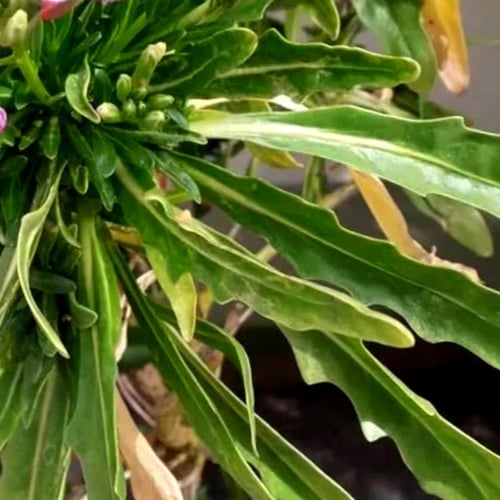 بذور المنثور | أحمر