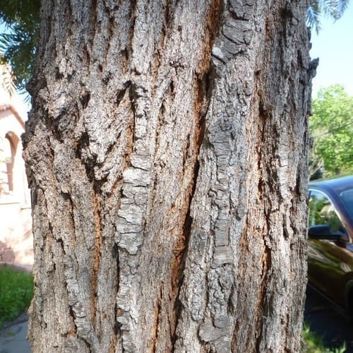 بذور البلوط الحريري