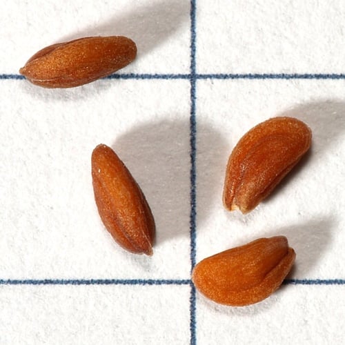 بذور حب الرشاد