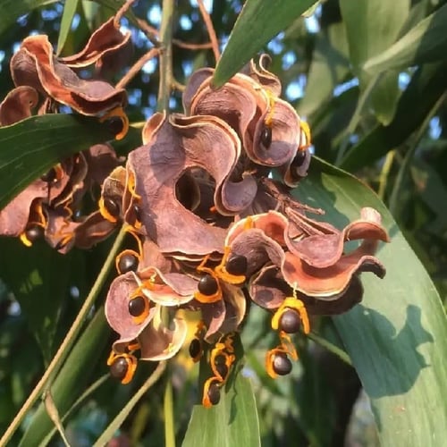 بذور أكاسيا أوريكو ليفورمس