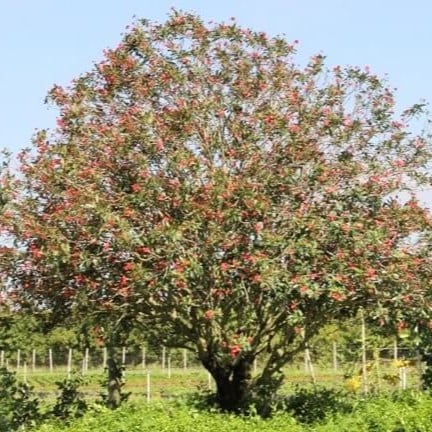 بذور جاتروفا