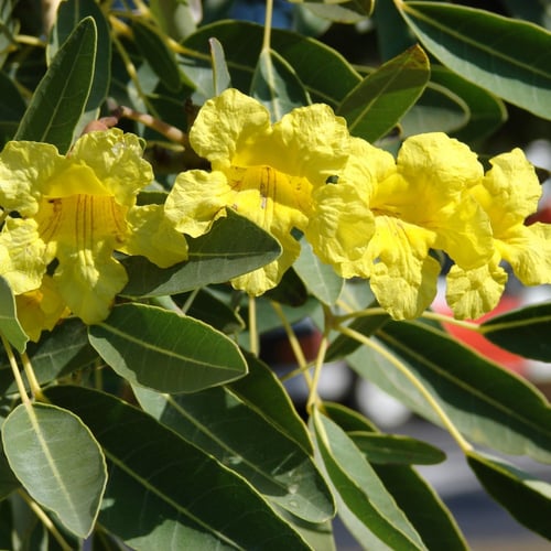 بذور التابوبيا الذهبية