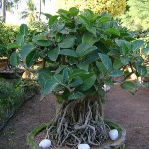 بذور الفيكس البنغالي