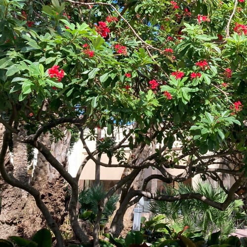 بذور جاتروفا