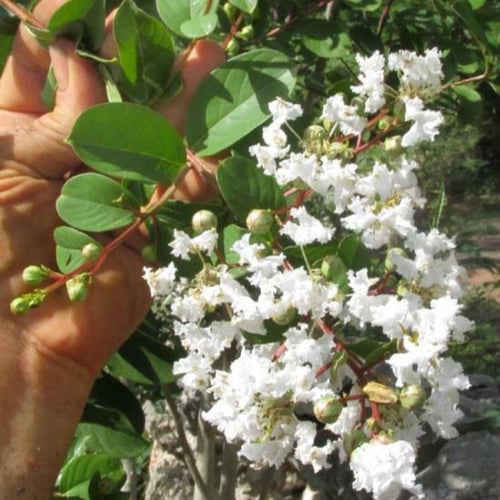 بذور تمر حنا