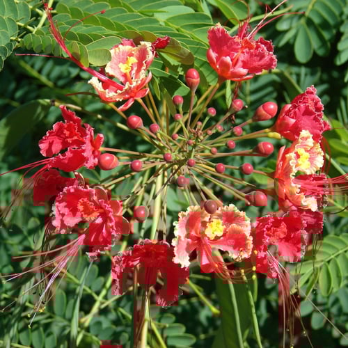 بذور سيسالبينيا أو زهرة الطاووس | أحمر