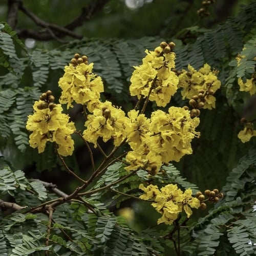 بذور البلتفورم-البونسيانا الصفراء