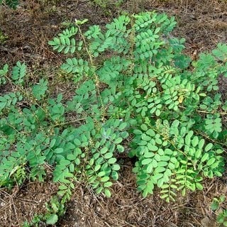 بذور النيلة الزرقاء