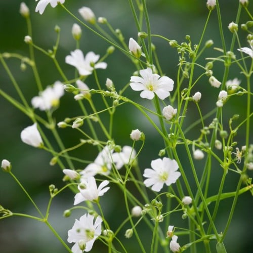 بذور الجيبسوفيلا