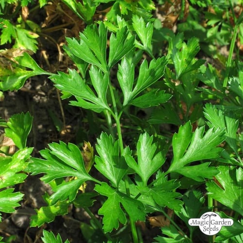 بذور البقدونس