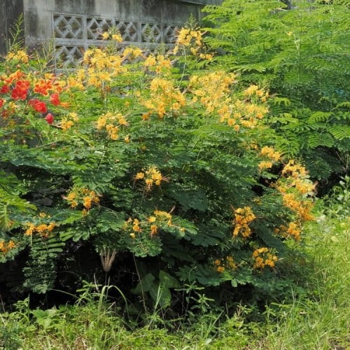 بذور سيسالبينيا أو زهرة الطاووس | أصفر