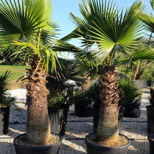 بذور نخيل واشنطوني