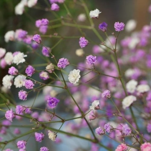 بذور جيبسوفيلا | لونين