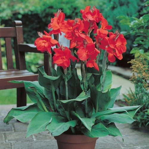 بذور الكنا | أحمر