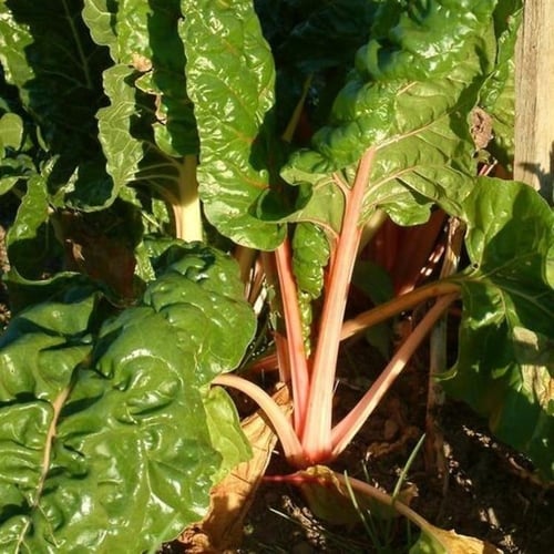 بذور البنجر أو الشمندر