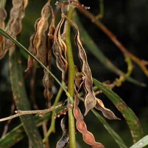 بذور اكاسيا ساليجنا