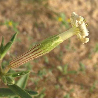 بذور التربة | تربة النفود | العبيسا