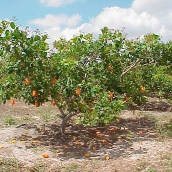 بذور الكاجو | كاشو