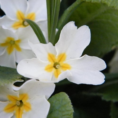 بذور بريمولا