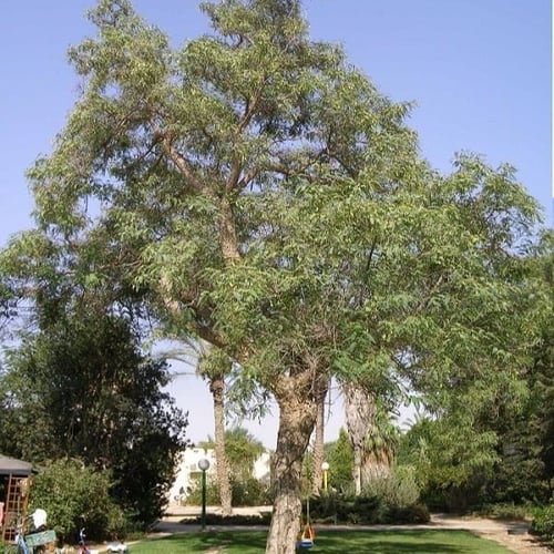 بذور الجاكراندا الصفراء تيبو - ابو المكارم