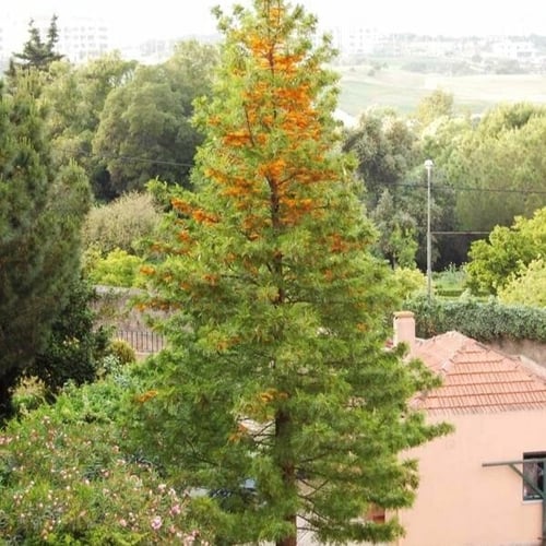 بذور البلوط الحريري