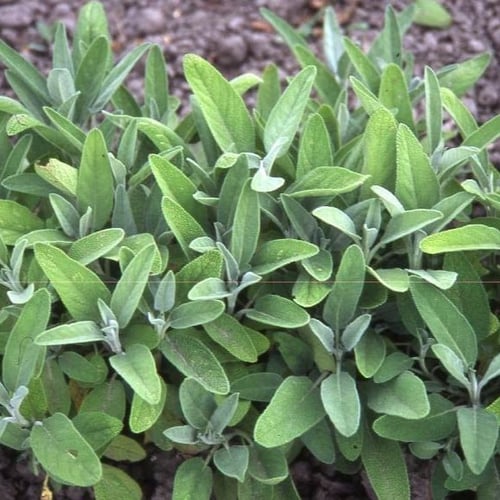 بذور المرامية | المريمية