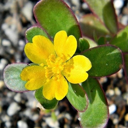 بذور الرجلة