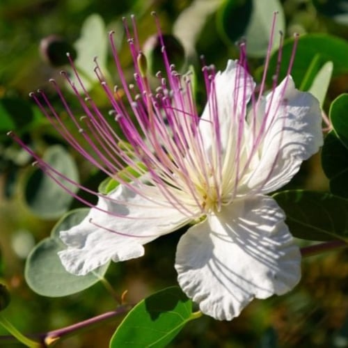 بذور الشفلح