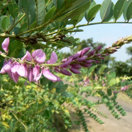 بذور النيلة الزرقاء