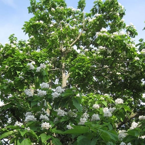 بذور كورديا | أبيض