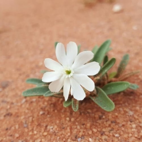 بذور التربة | تربة النفود | العبيسا