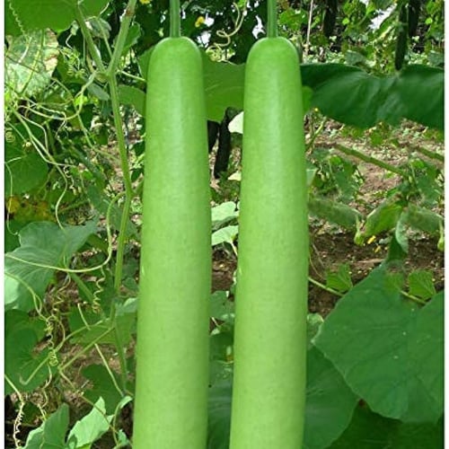 بذور قرع نجدي