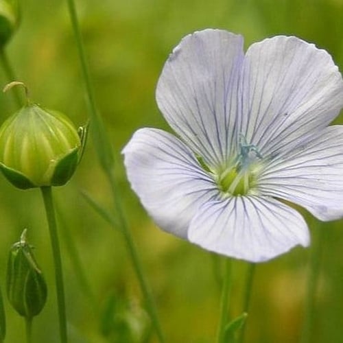 بذور الكتان