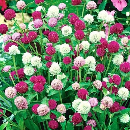 بذور المدنة - الجمفرينا | الوان متعددة