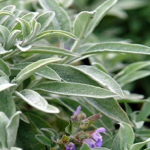 بذور المرامية | المريمية