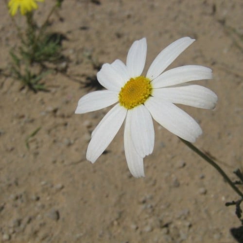 بذور القحويان