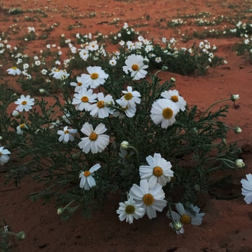 بذور القحويان