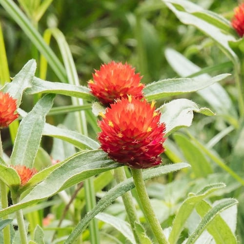 بذور المدنة - الجمفرينا | حمراء