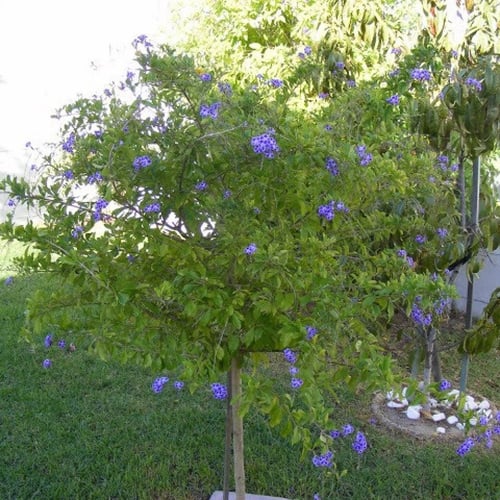 بذور دورانتا