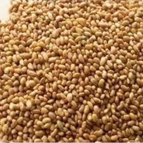 بذور البرسيم البلدي | قصيمي