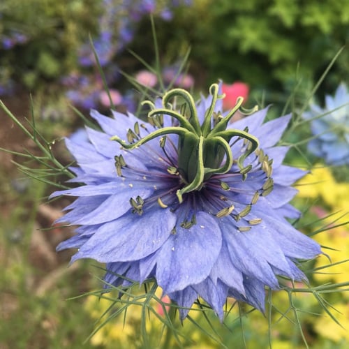 بذور الحبة السوداء | حبة البركة