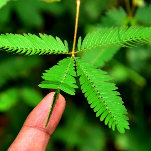 بذور النبتة الخجولة - المستحية