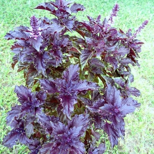 بذور الريحان الليلي