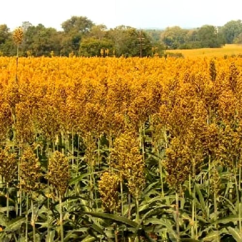 بذور الذرة الجيزانية