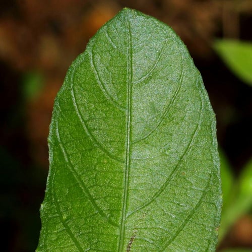 بذور رويليا