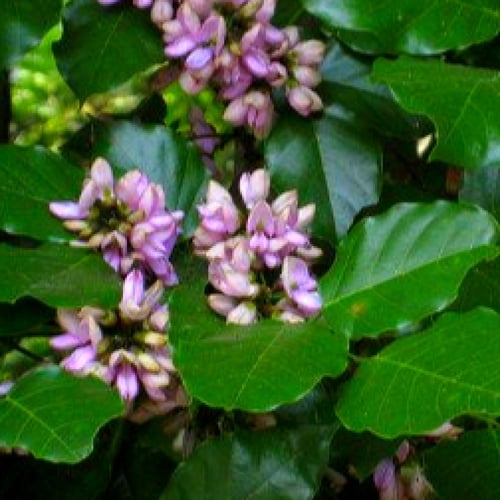 بذور البونجاميا