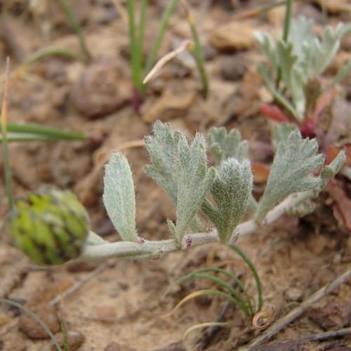 بذور القحويان