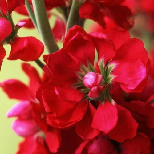 بذور المنثور | أحمر